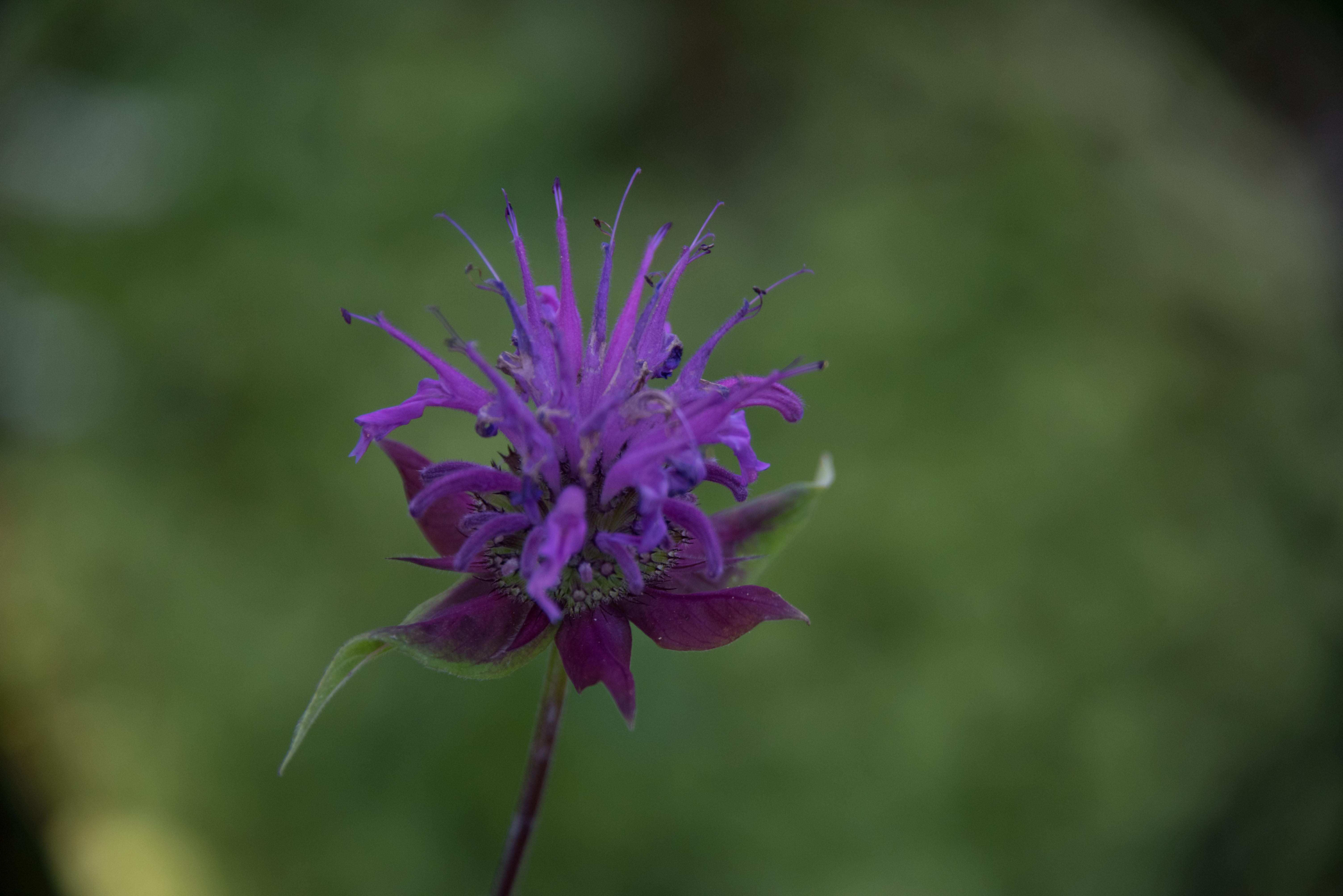 Monarda fistulosaBergamotplant bestellen